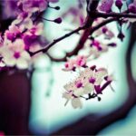 resized_42_fallback